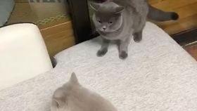 女猫在线观看,女猫在线直播，萌态百出引网友热议